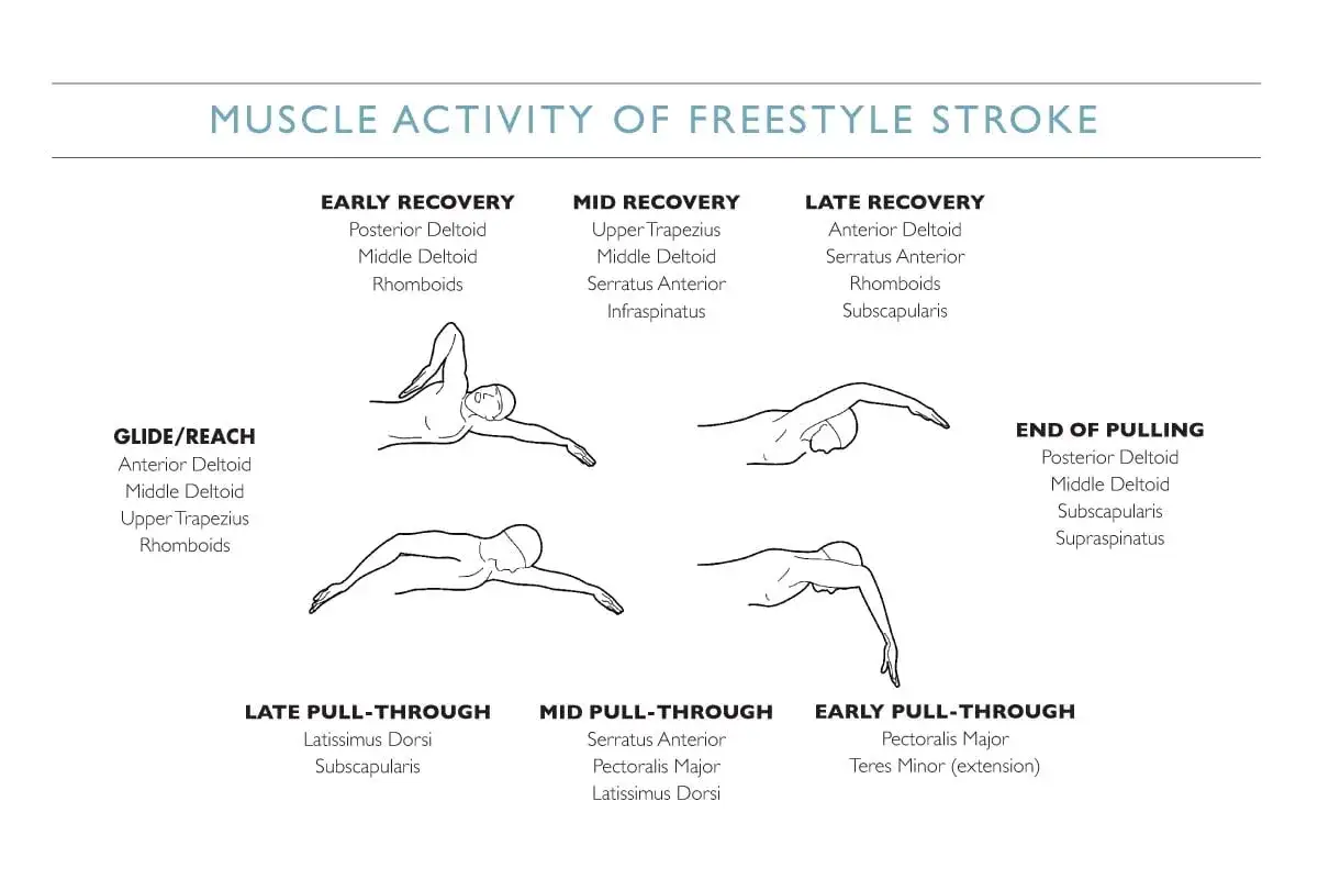 Diagrams show freestyle stroke phases & muscle activity. The deltoids and rhomboids are key, explaining why do swimmers have broad shoulders.